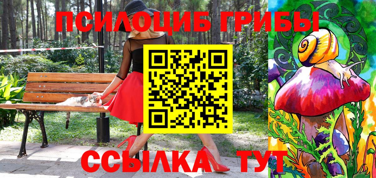Псилоцибиновые грибы Cubensis Курчалой